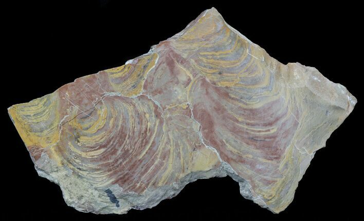 Polished Stromatolite From Russia - Million Years #57696